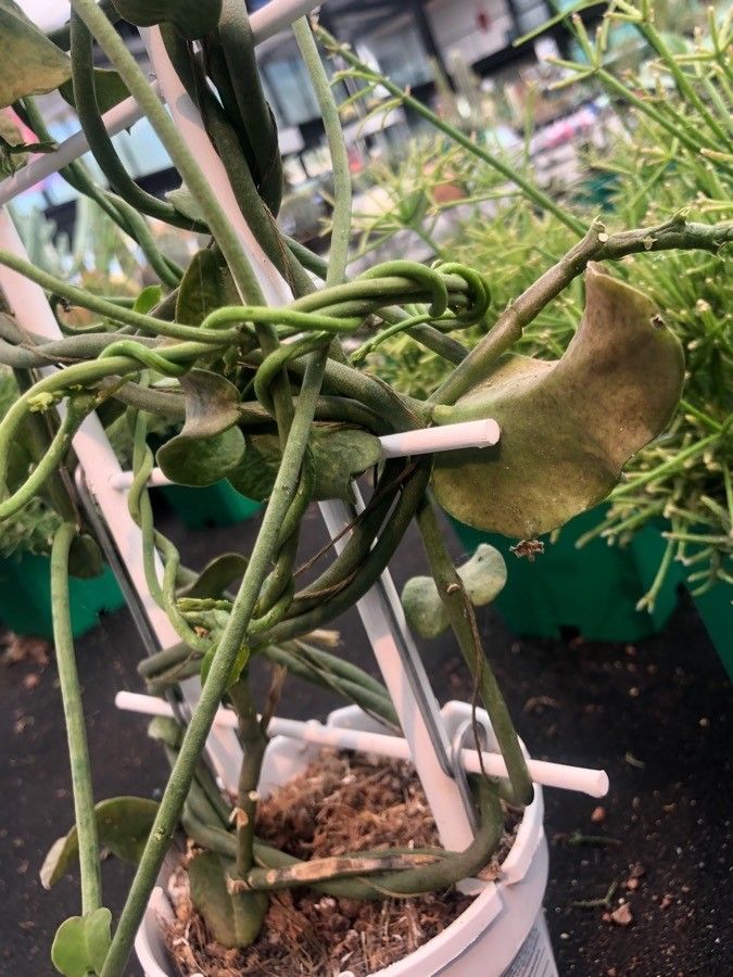 Ceropegia sandersonii — search result for 'Ceropegia'