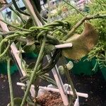 Ceropegia sandersonii