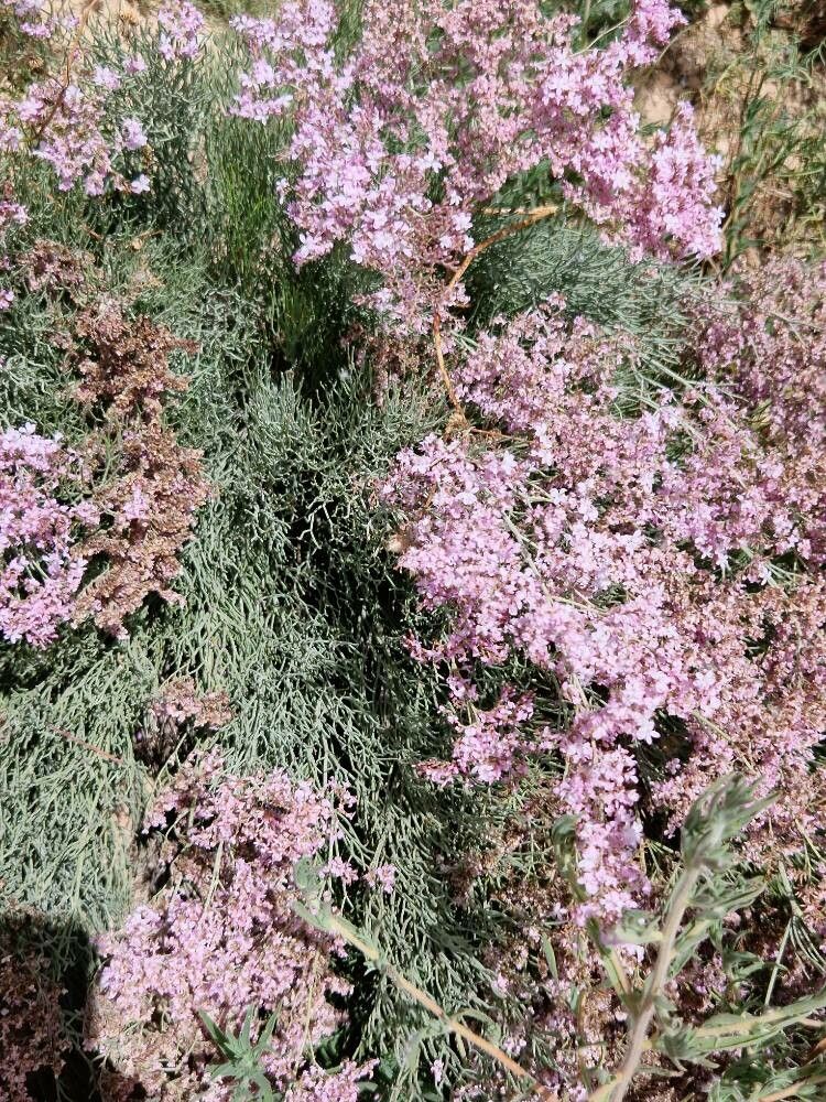 Limonium caesium other