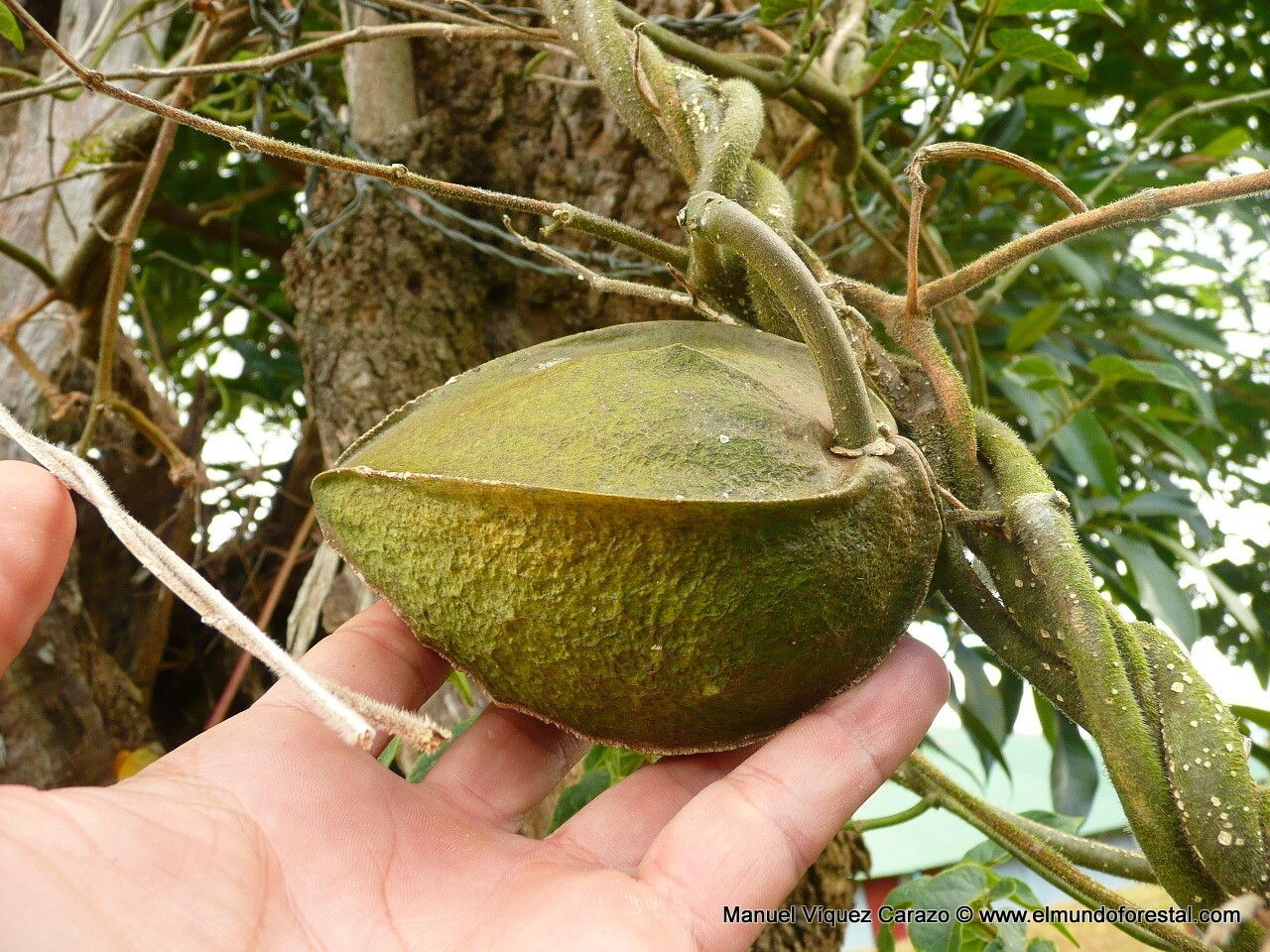 Gonolobus edulis fruit