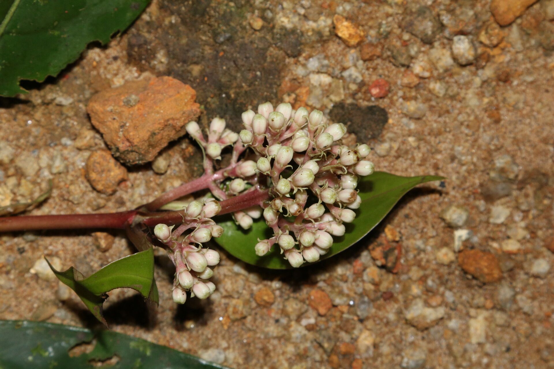 Gaertnera letouzeyi flower