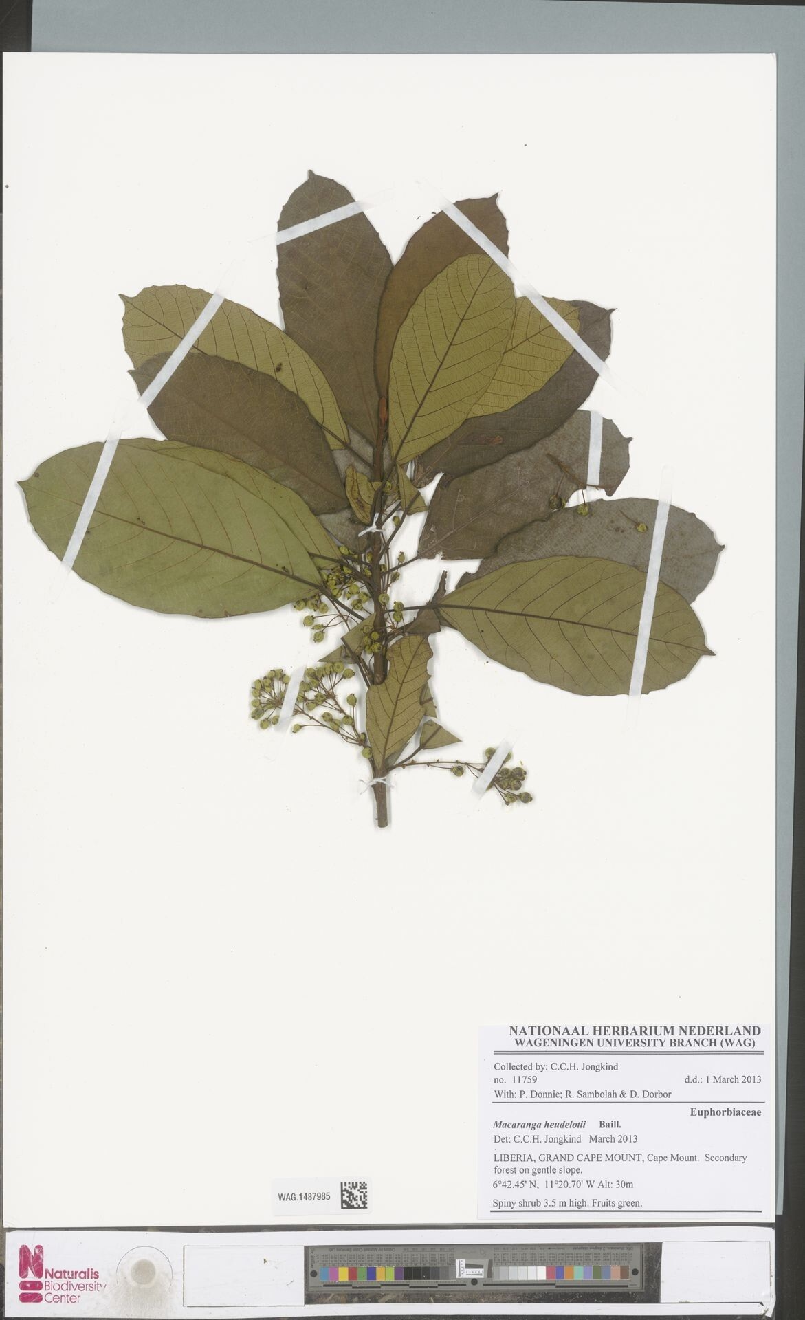 Macaranga heudelotii — houseplant care guide