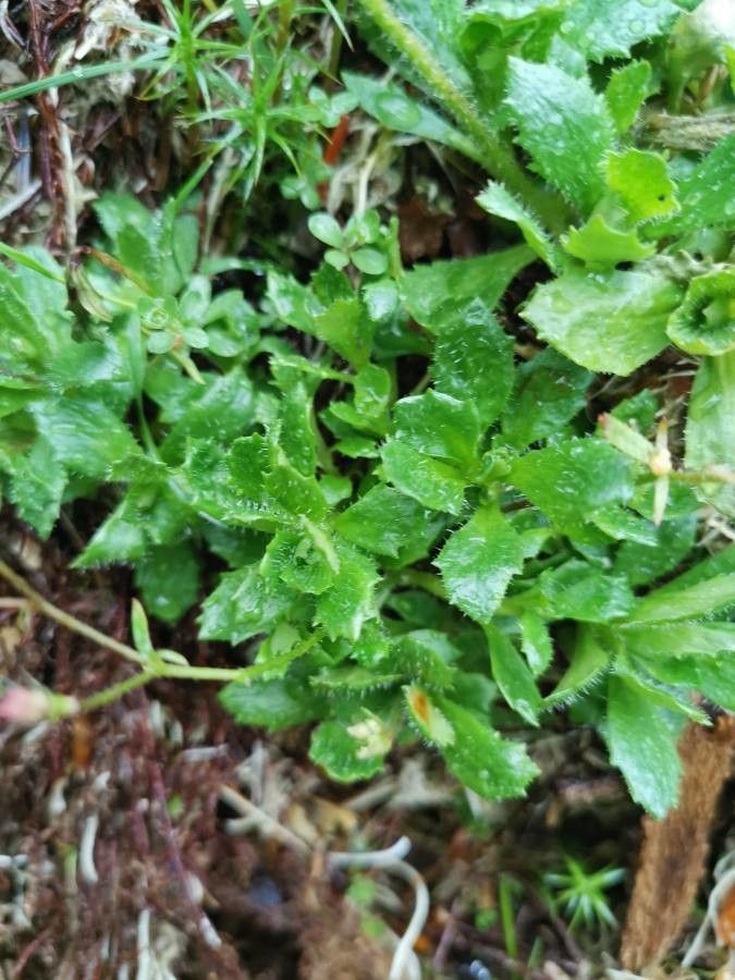 Saxifraga stellaris leaf