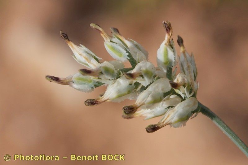 Fumaria macrosepala fruit
