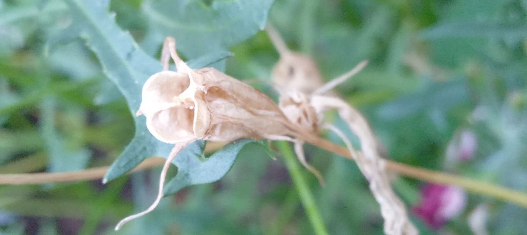 Isotoma axillaris fruit