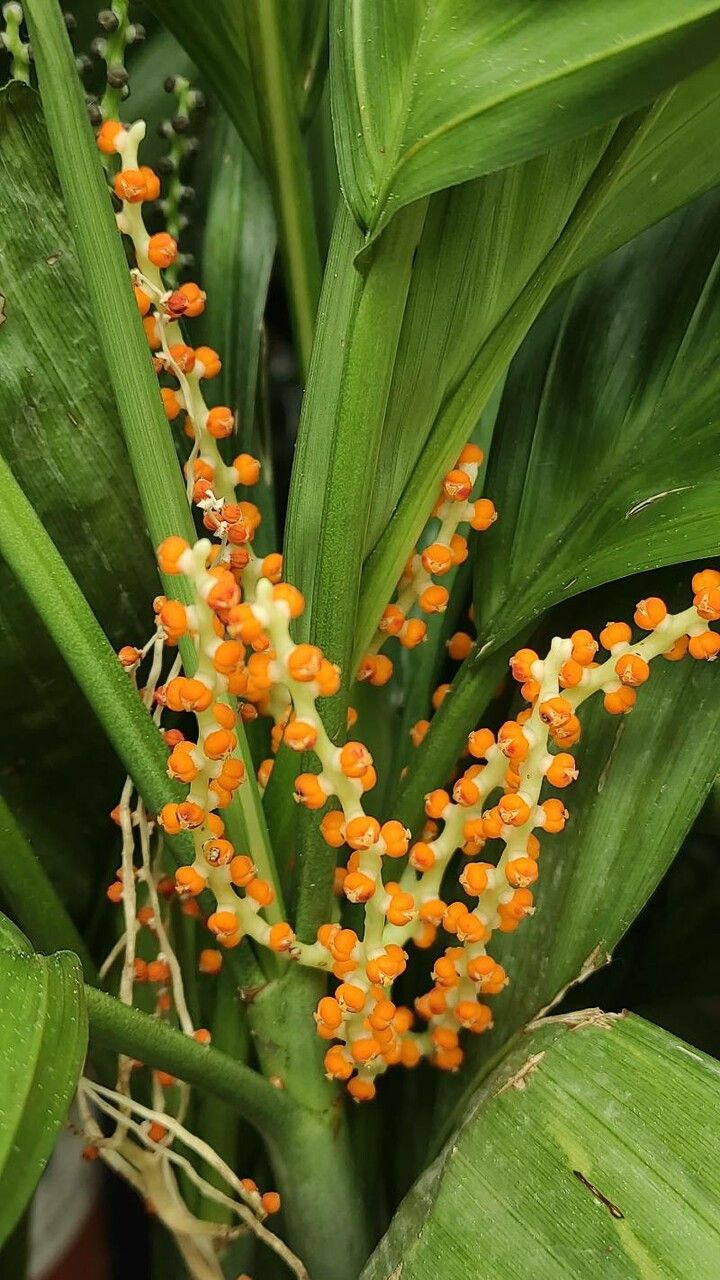 Chamaedorea metallica flower