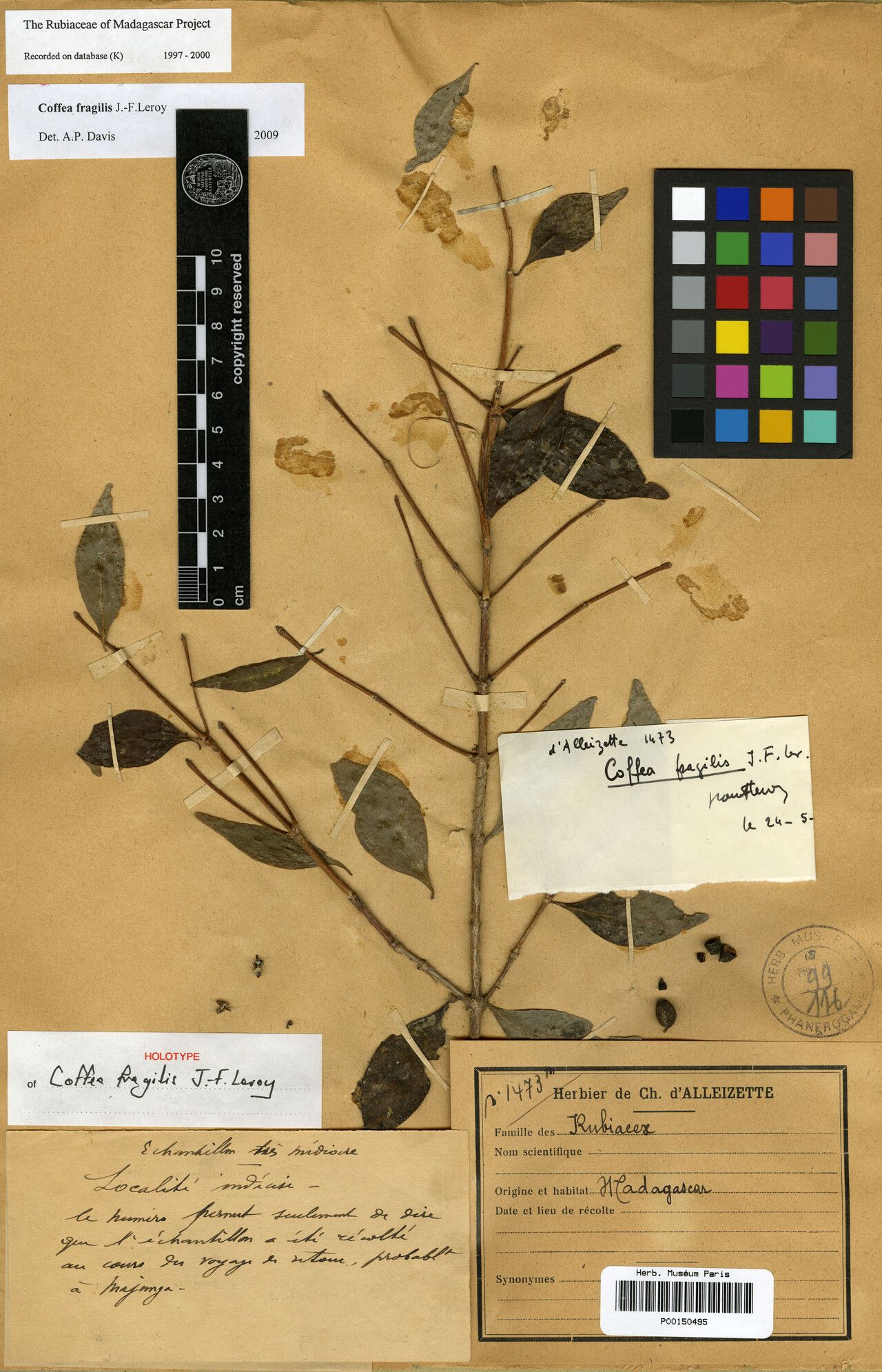 Coffea fragilis — houseplant care guide