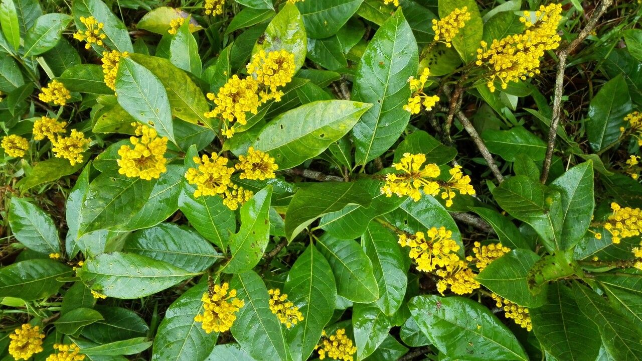 Byrsonima arthropoda — related species from the same genus