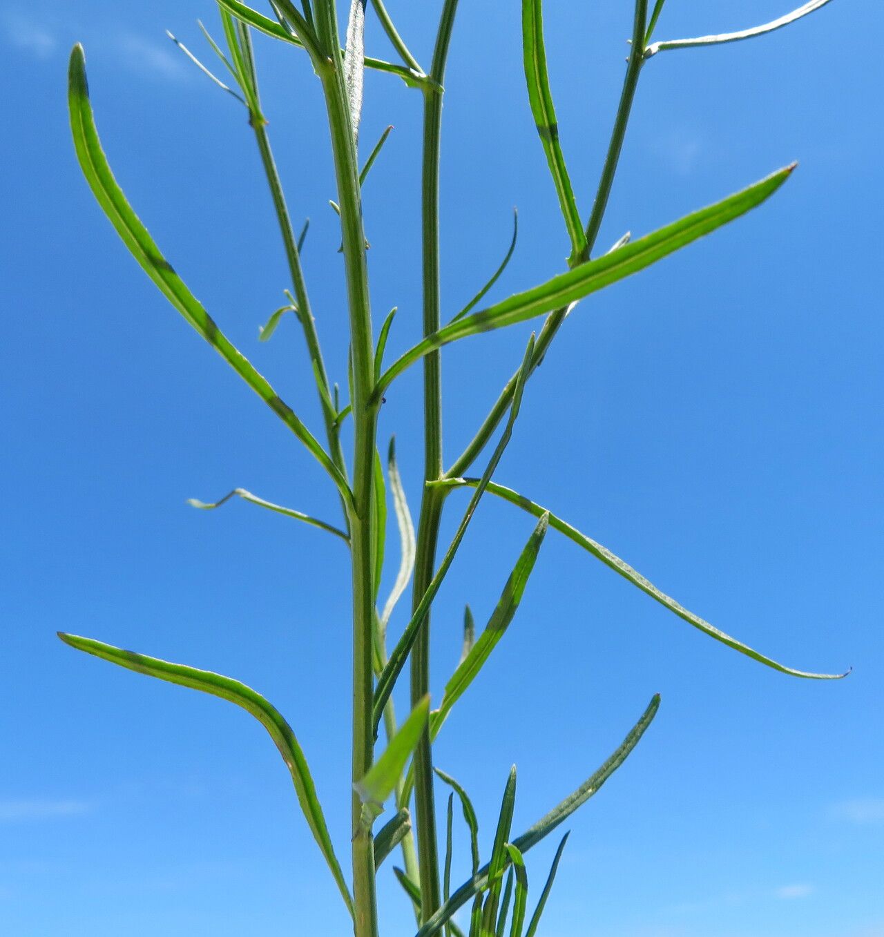 Crepis tectorum leaf