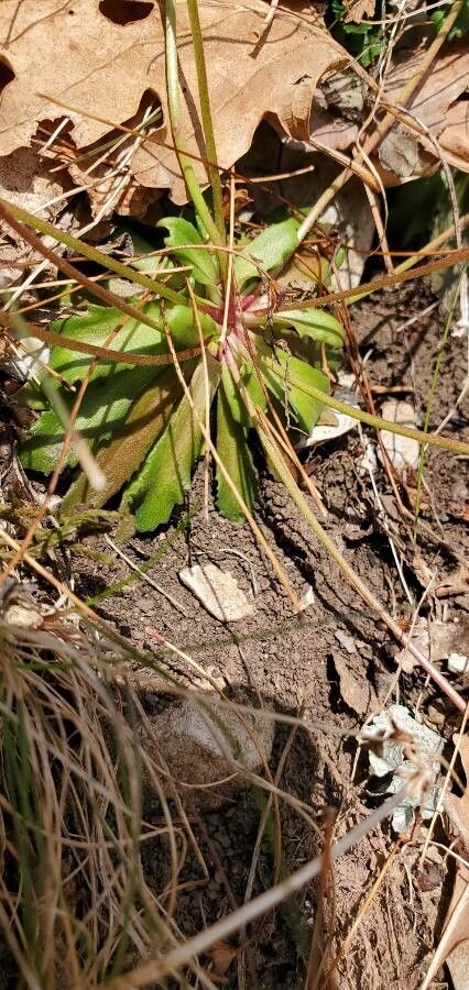 Androsace chaixii leaf