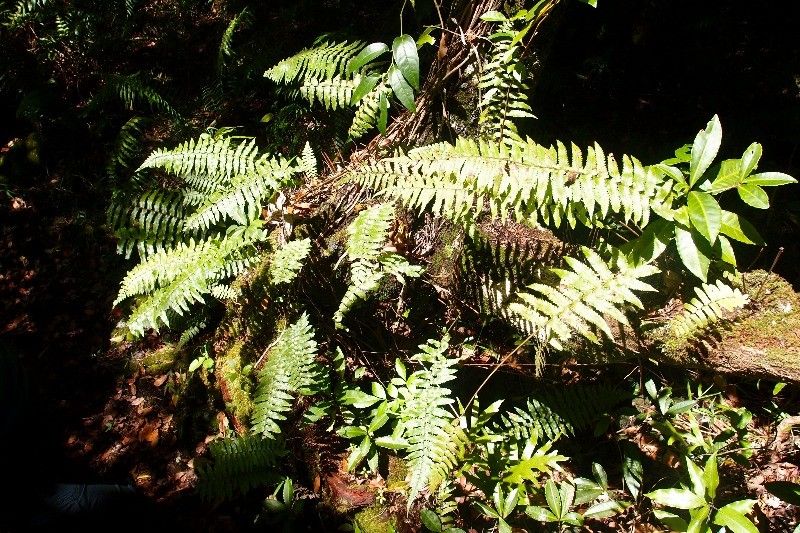 Arthropteris orientalis habit