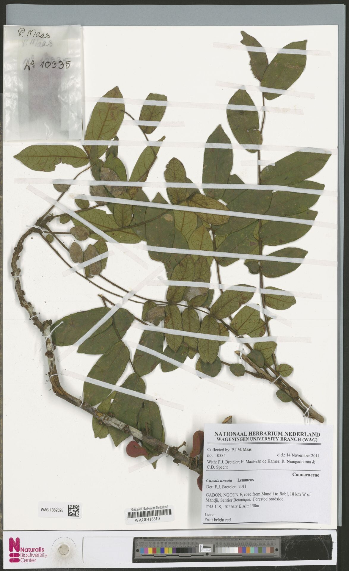 Cnestis uncata — houseplant care guide