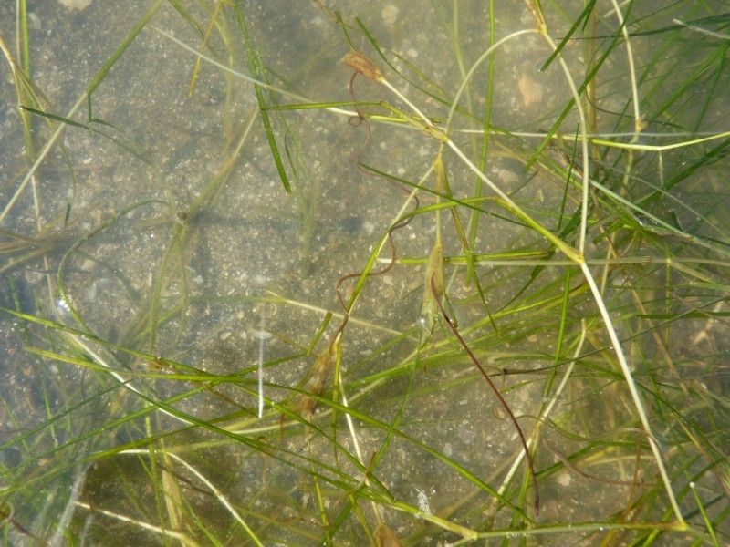 Ruppia cirrhosa habit