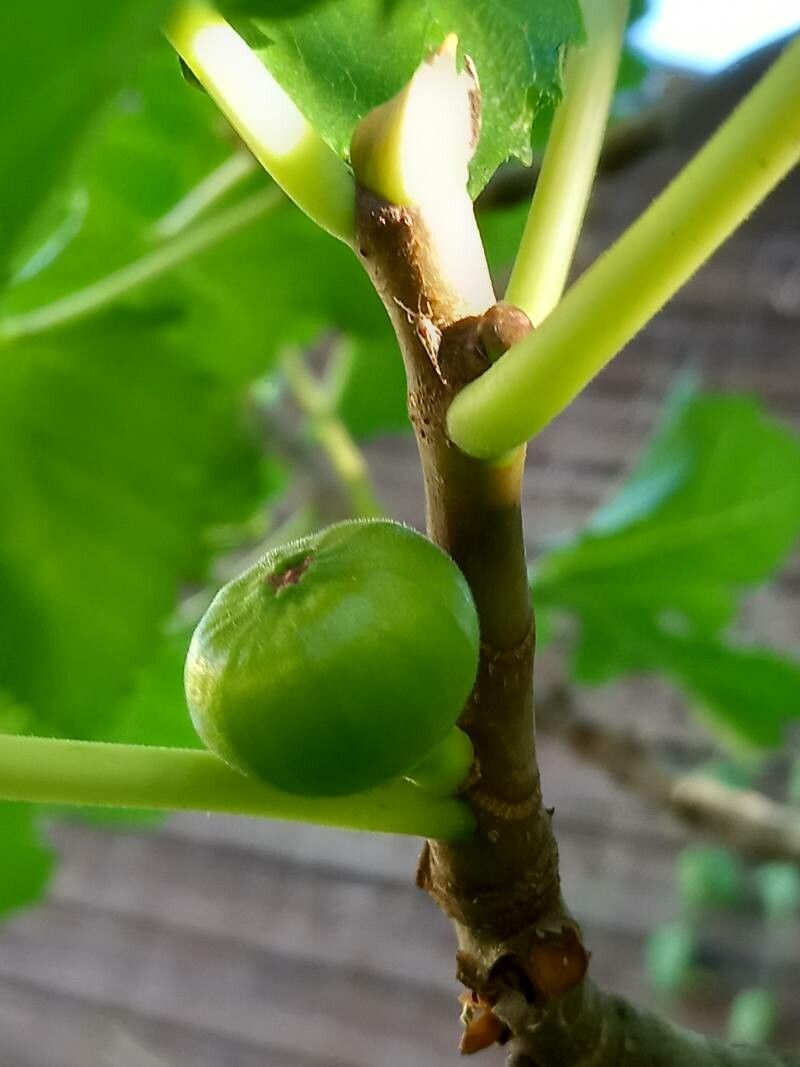 Ficus johannis fruit