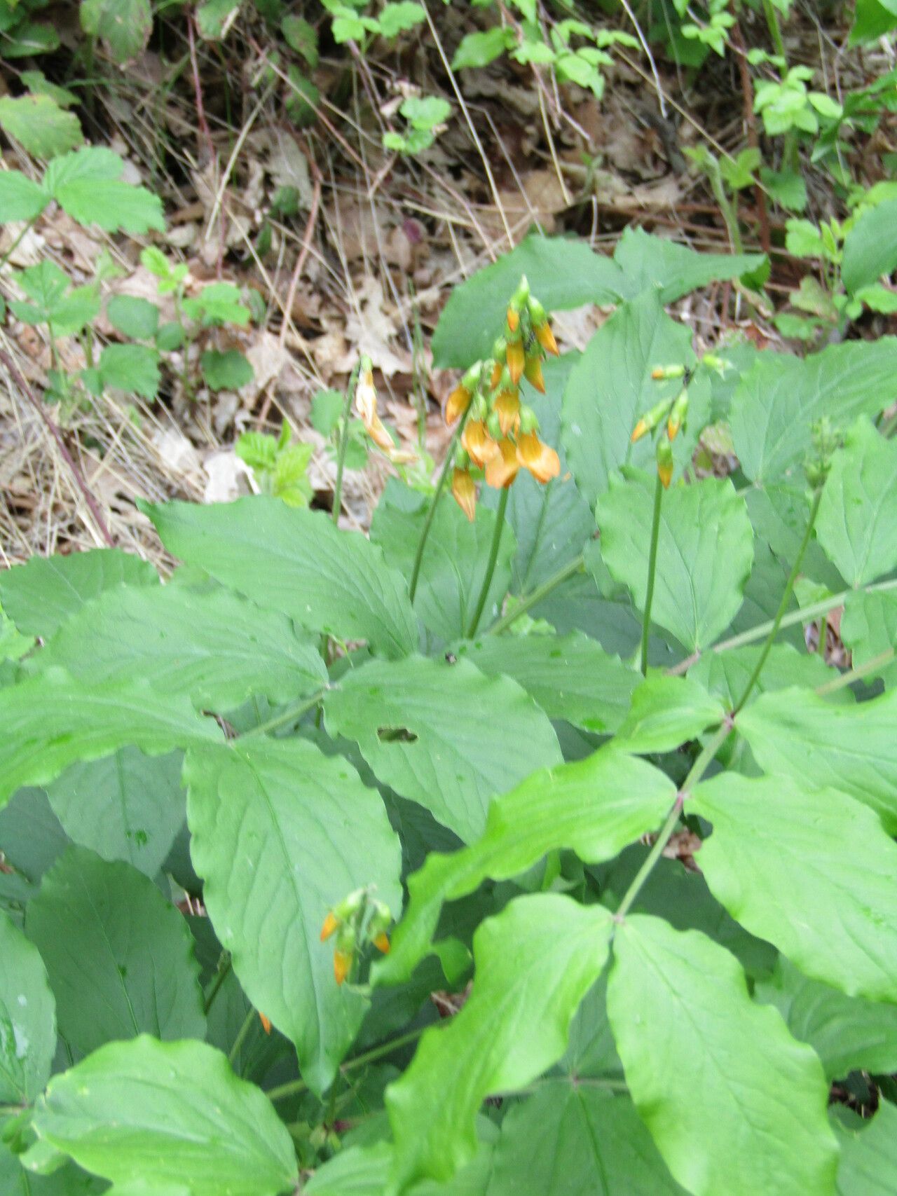 Lathyrus aureus habit