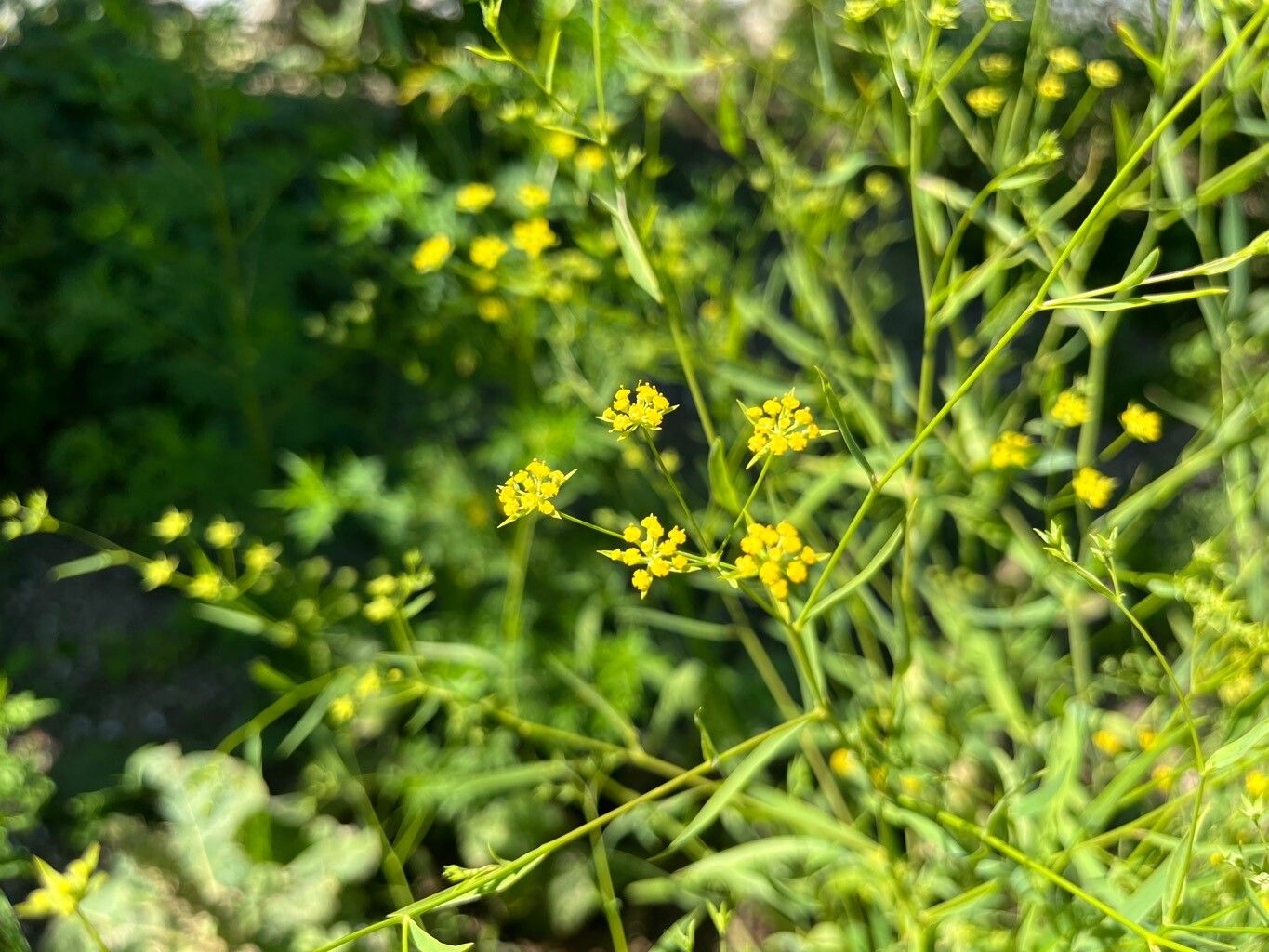 Bupleurum chinense flower