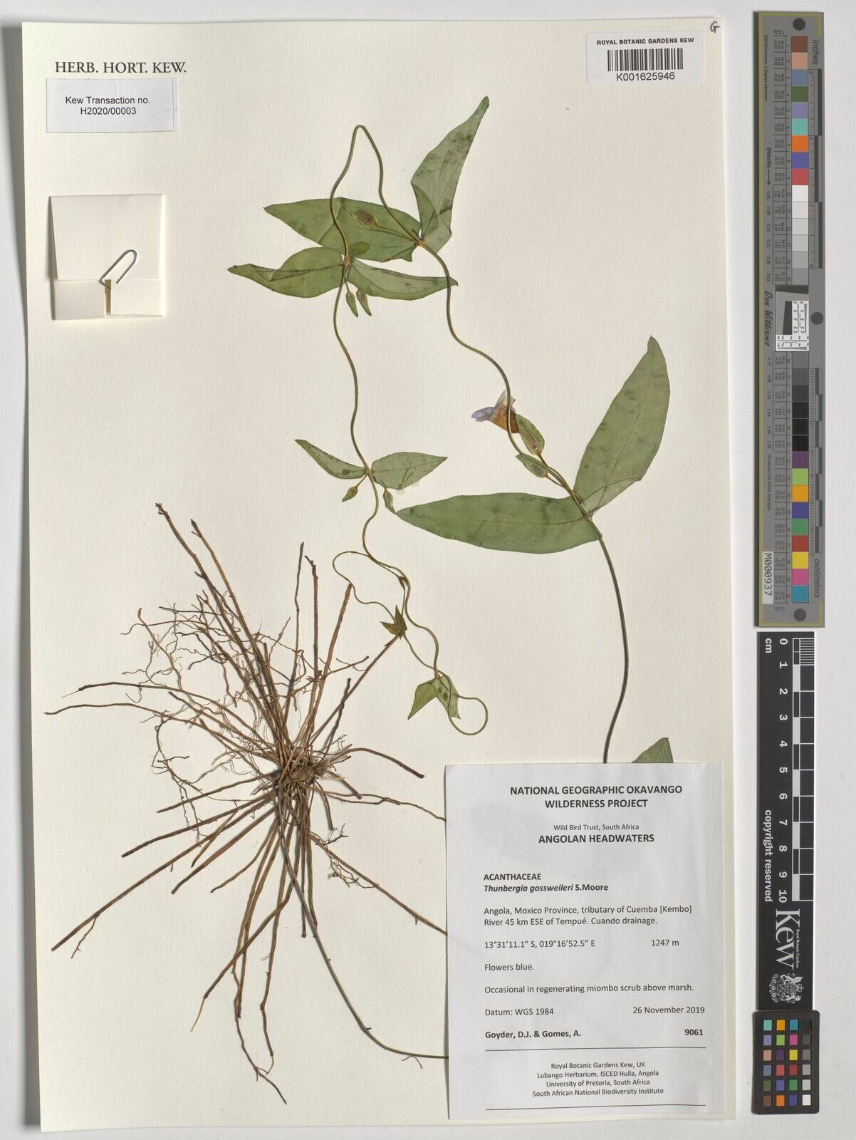 Thunbergia gossweileri — search result for 'Thunbergia'