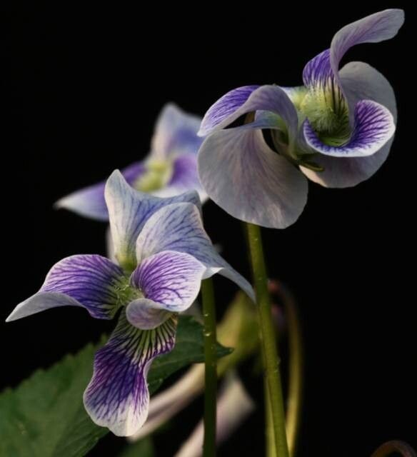 Viola hamiltoniana flower