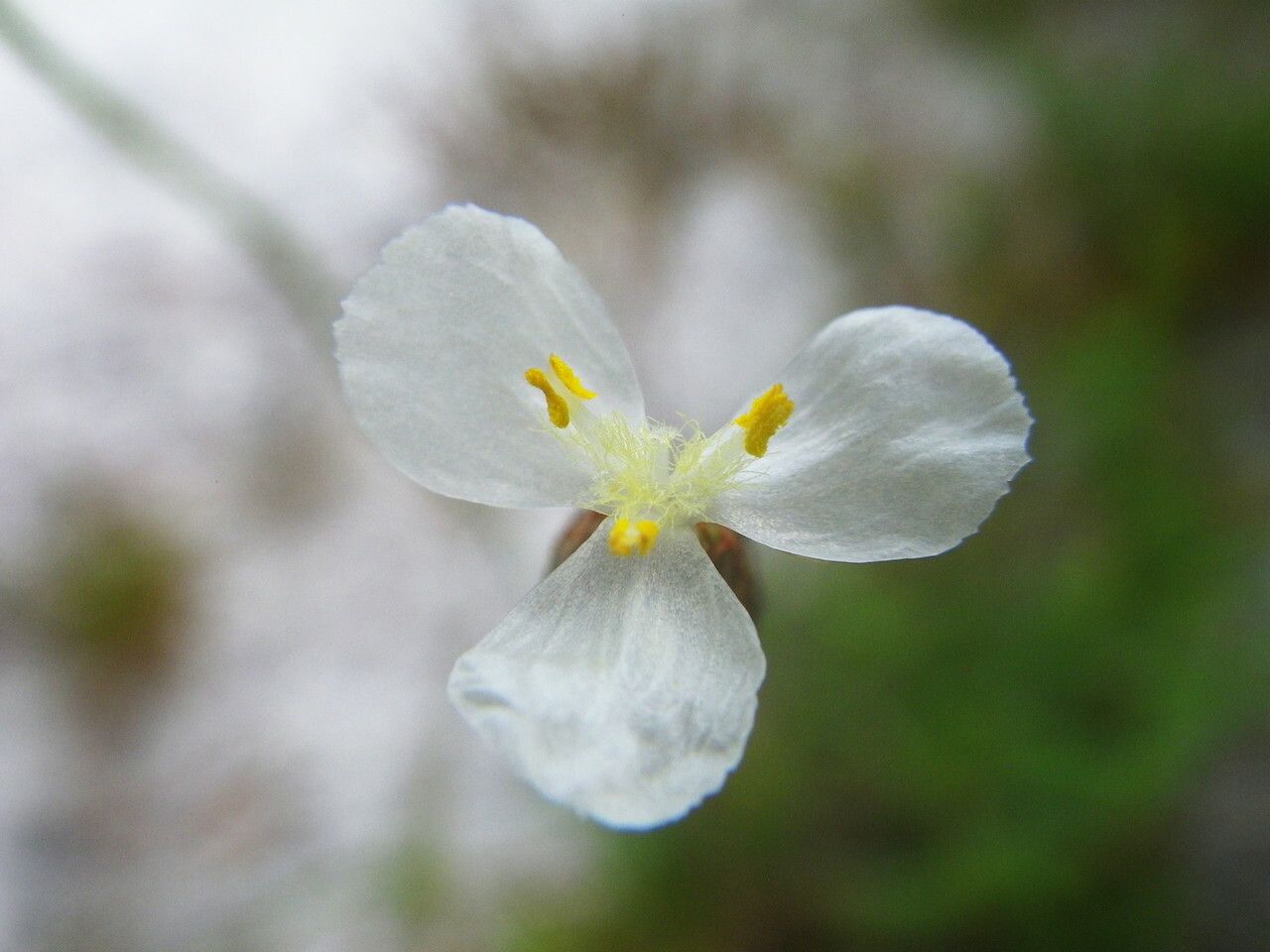 Xyris caroliniana — search result for 'Cuba'