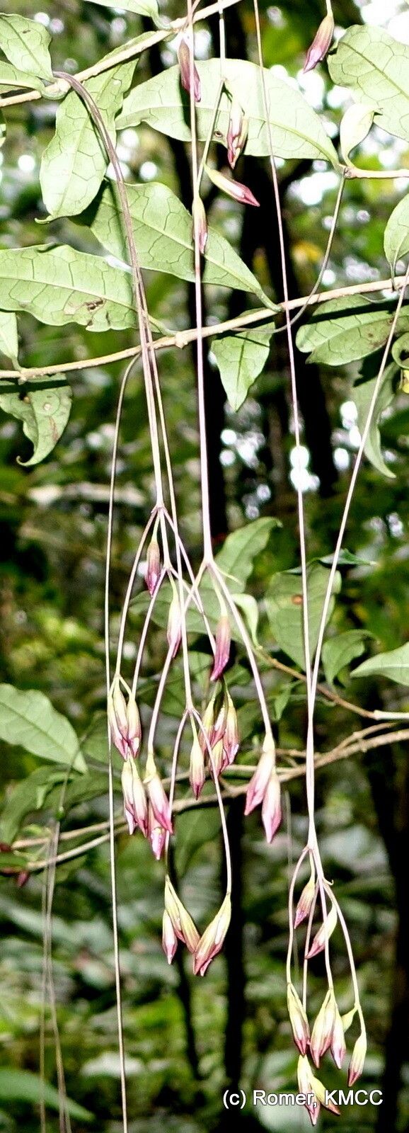 Clerodendrum filipes — houseplant care guide