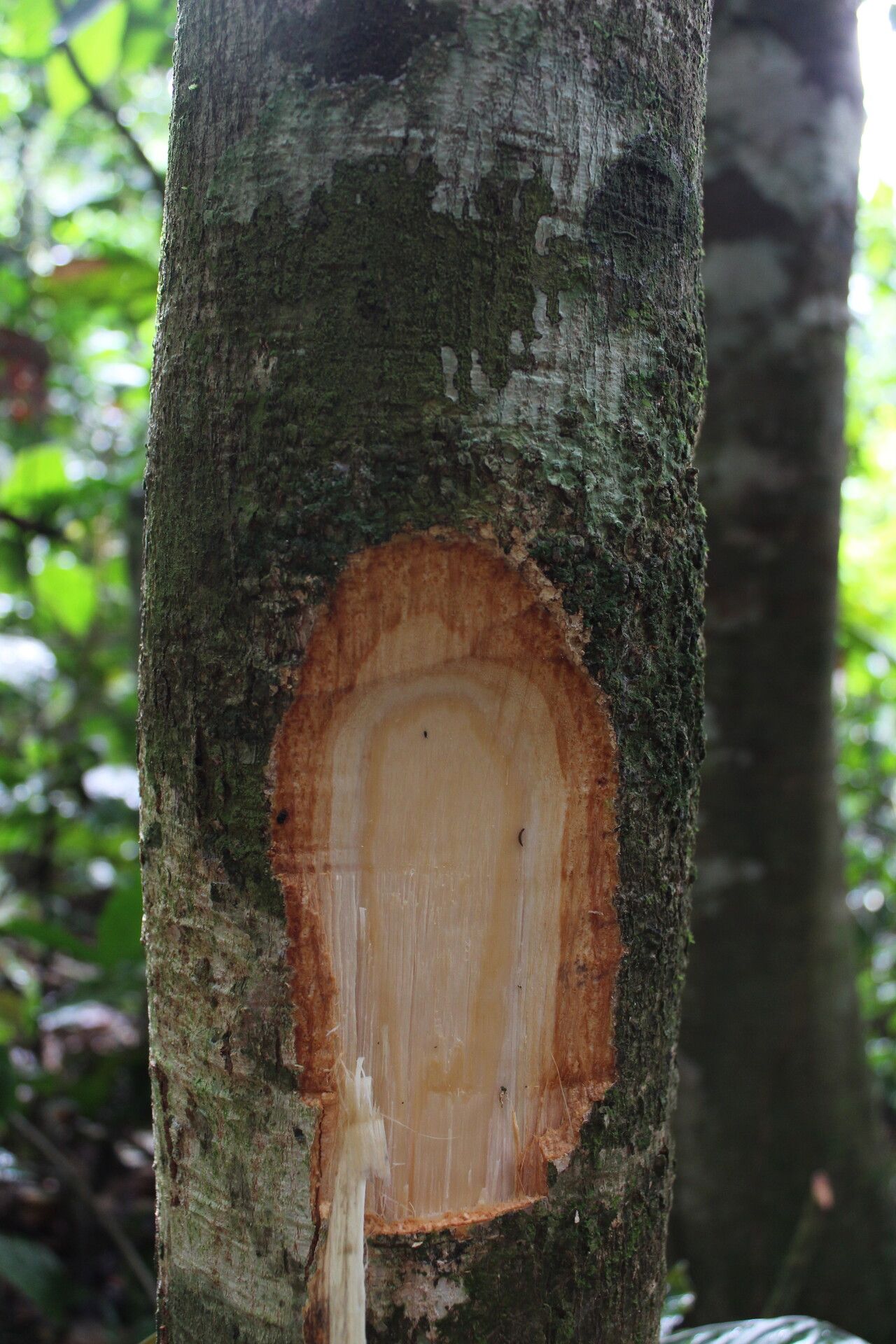 Trichilia gilgiana bark