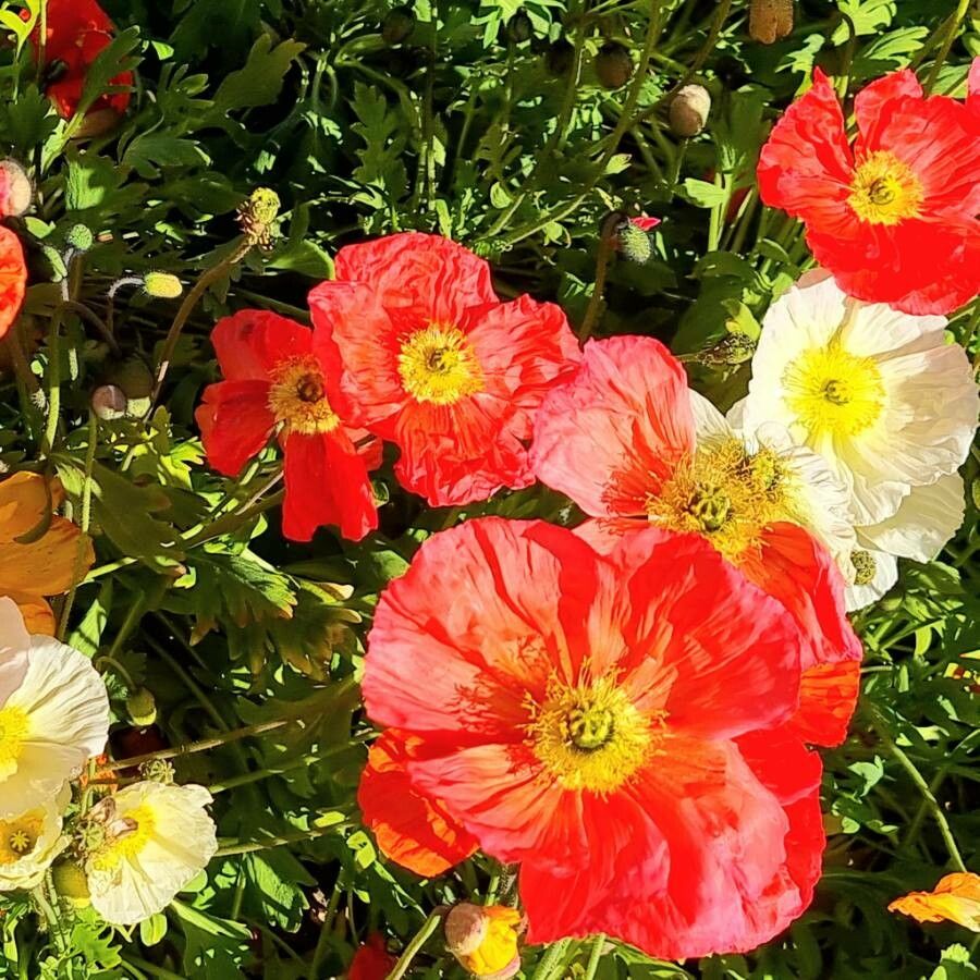 Papaver croceum bark