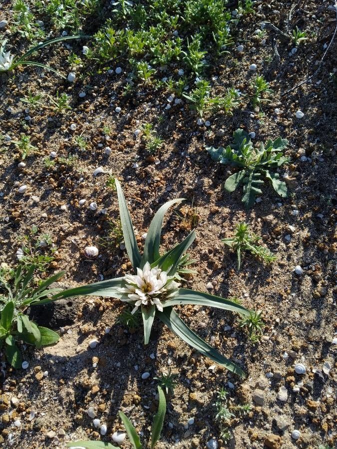 Colchicum psammophilum — search result for 'Colchicum'