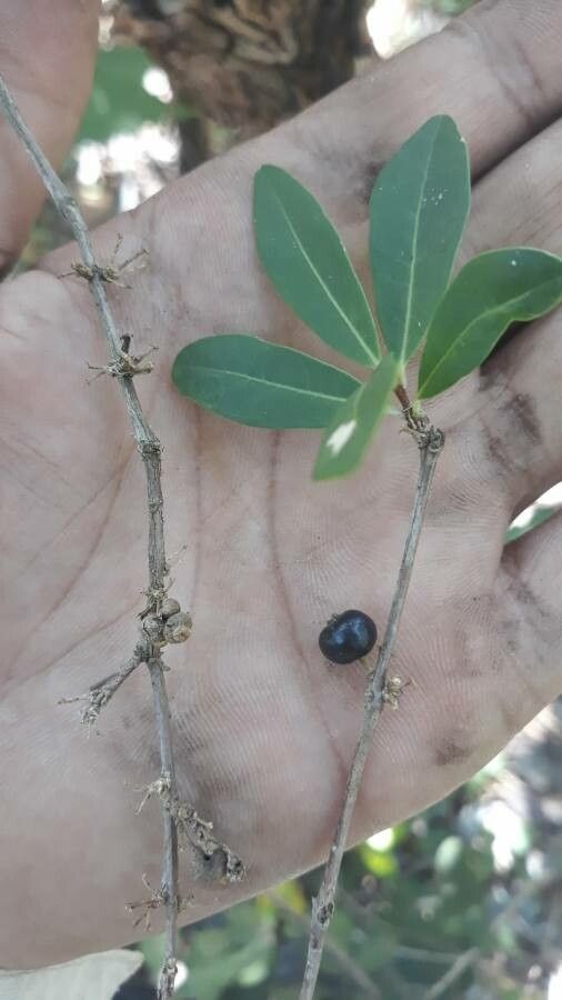 Eugenia aurata fruit