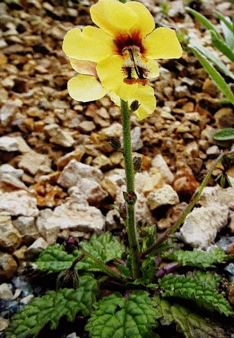 Verbascum cylleneum — search result for 'Verbascum'