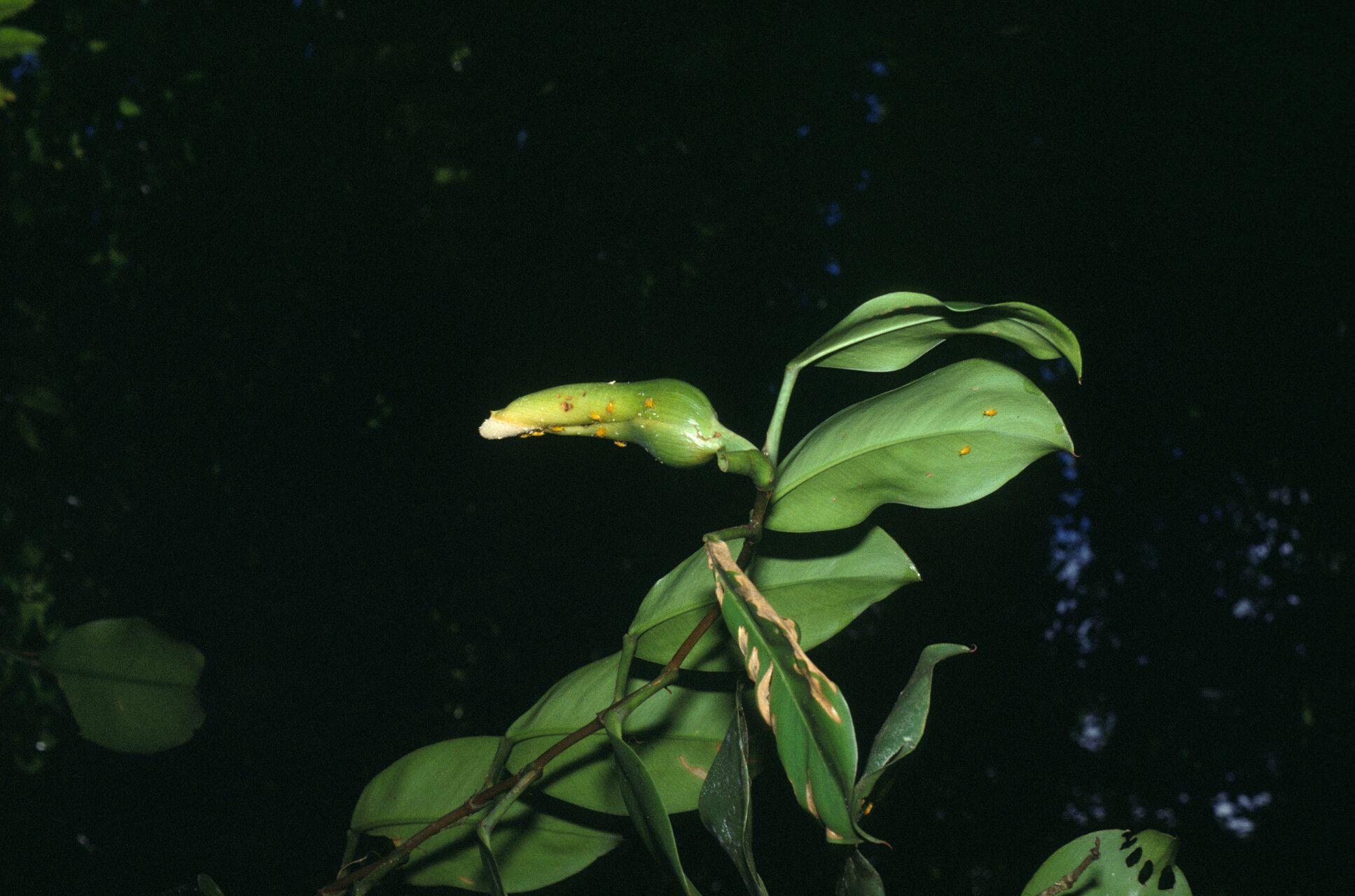 Philodendron rudgeanum leaf