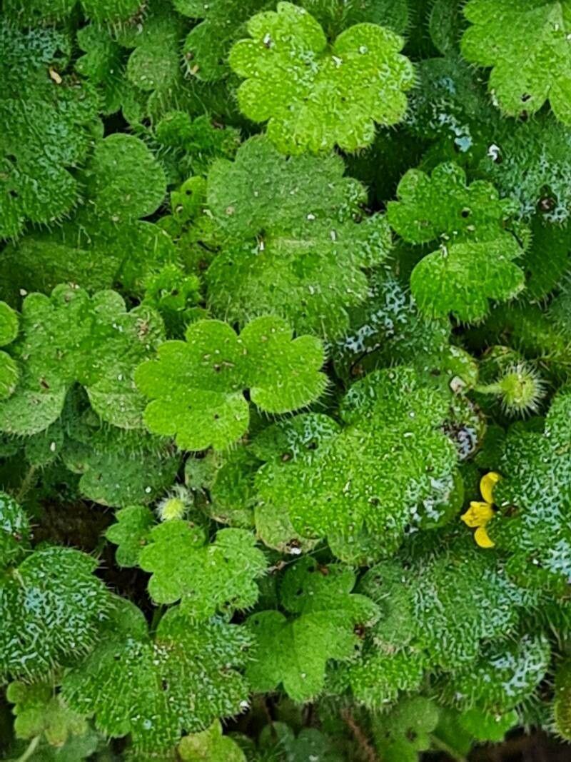 Sibthorpia africana habit