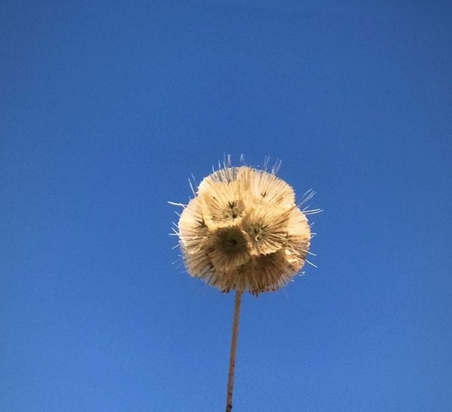 Lomelosia simplex fruit