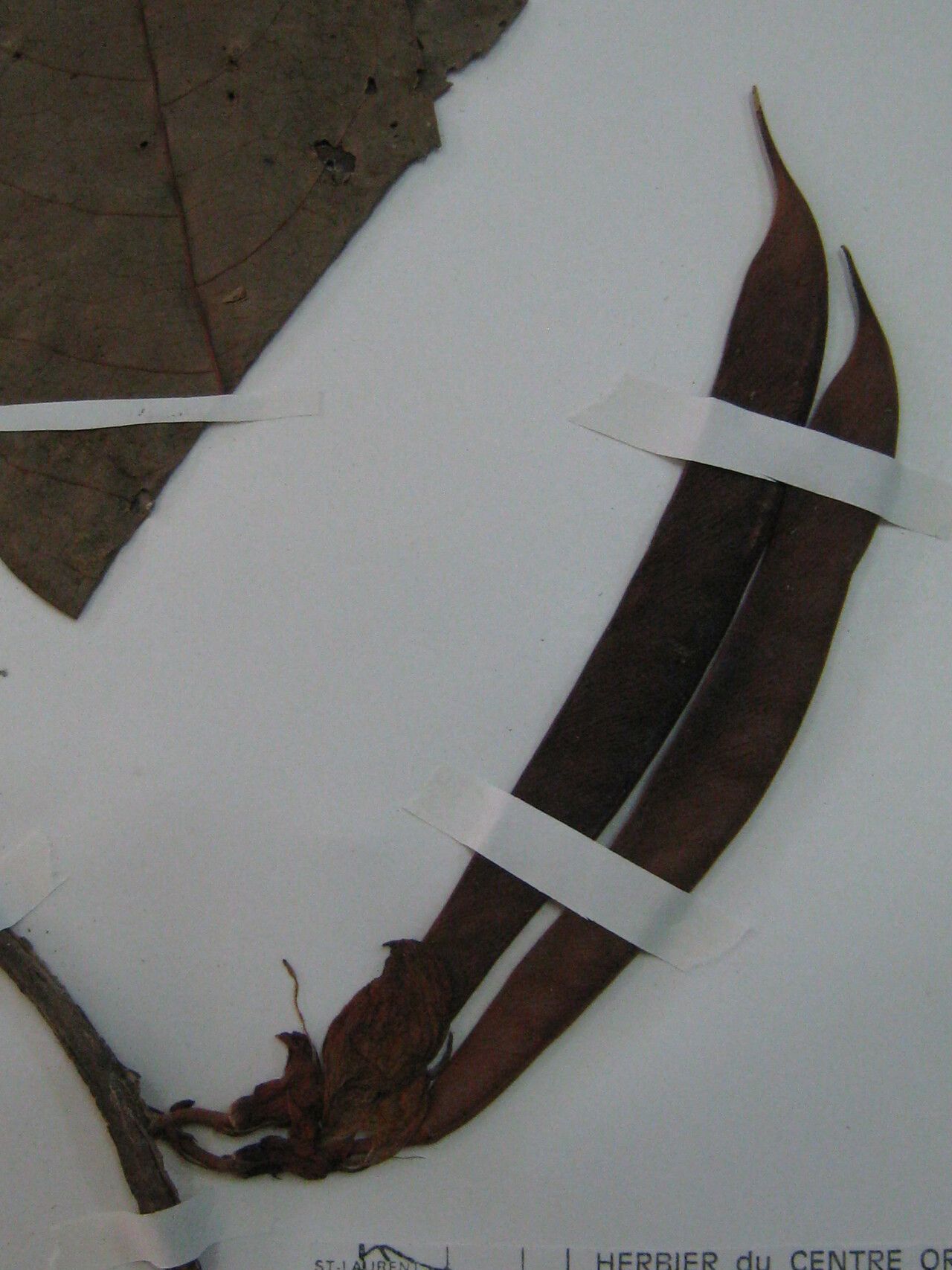 Clitoria sagotii other