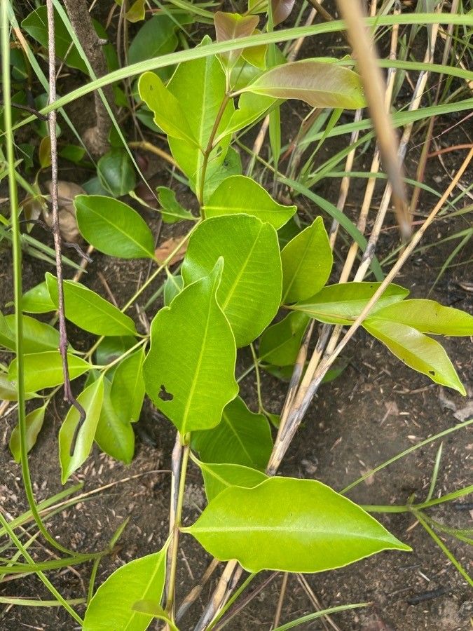 Syzygium caryophyllatum — houseplant care guide