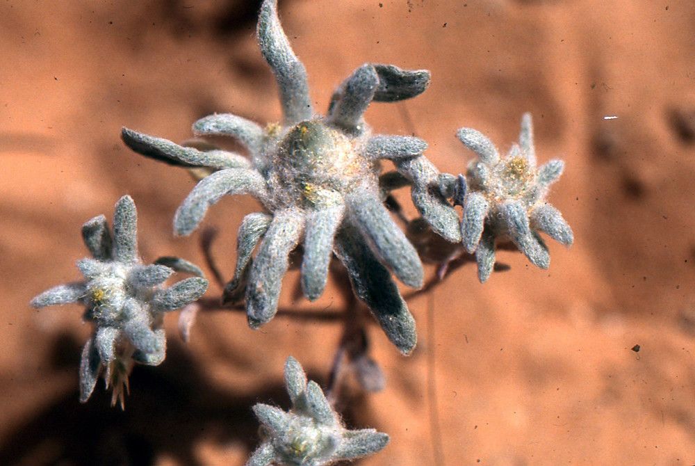 Filago sahariensis — search result for 'Filago'