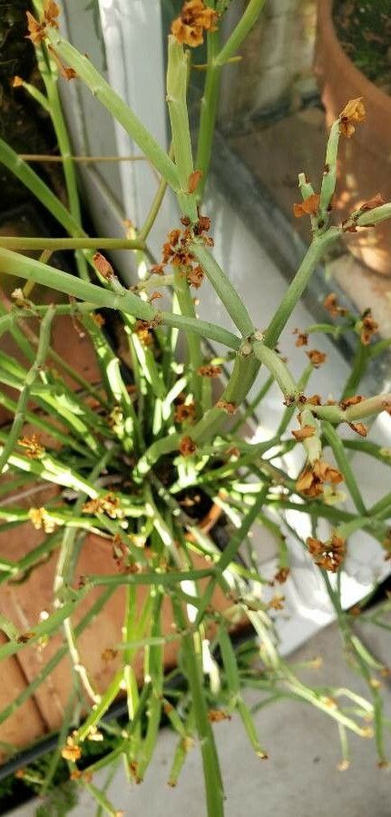 Euphorbia nubica leaf