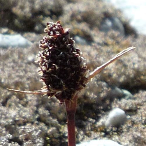 Luzula vulcanica flower