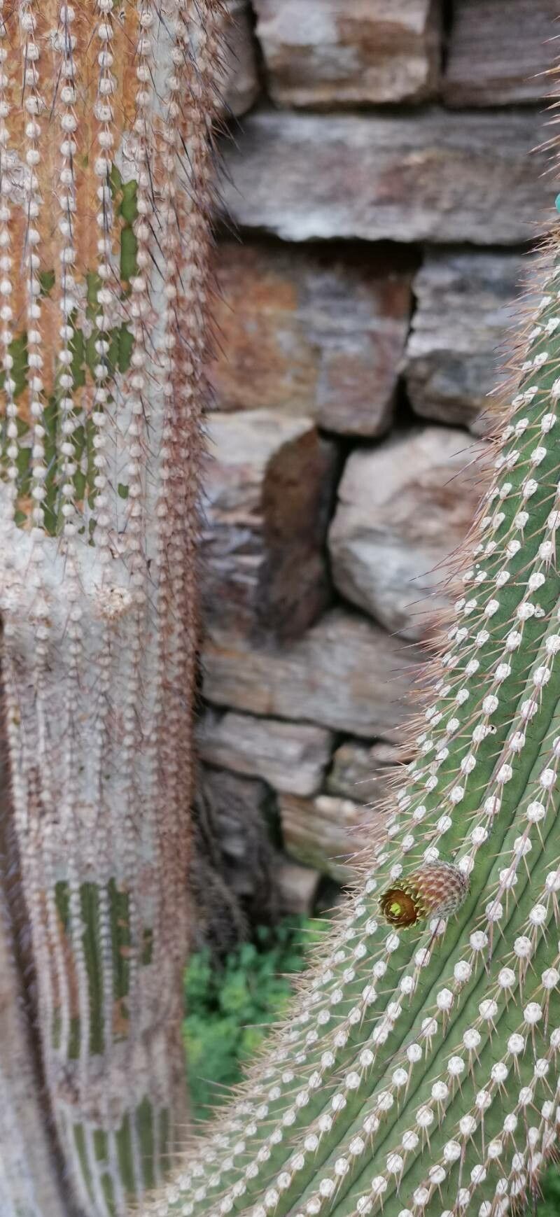 Cleistocactus micropetalus leaf