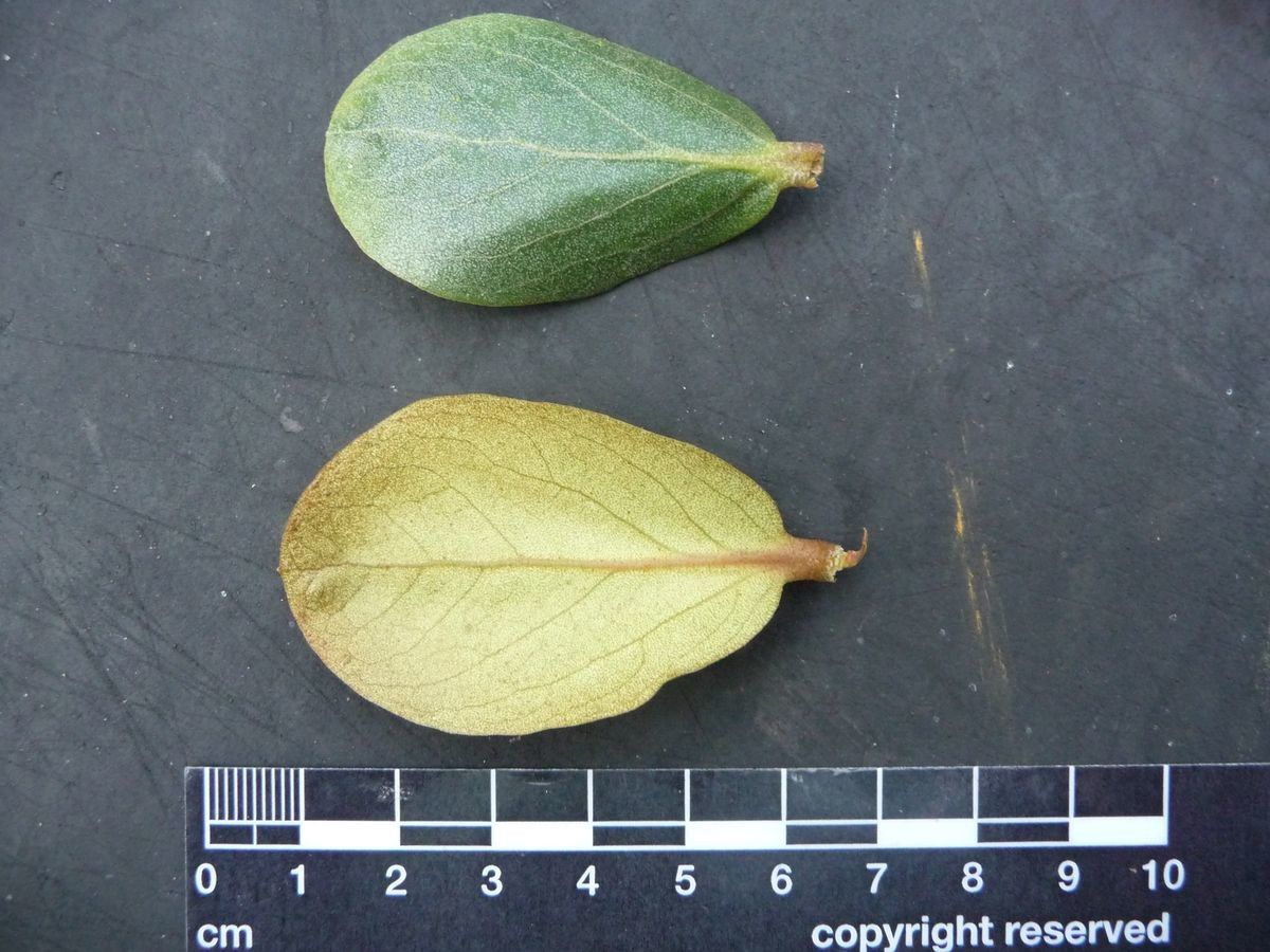 Rhododendron arenicola leaf