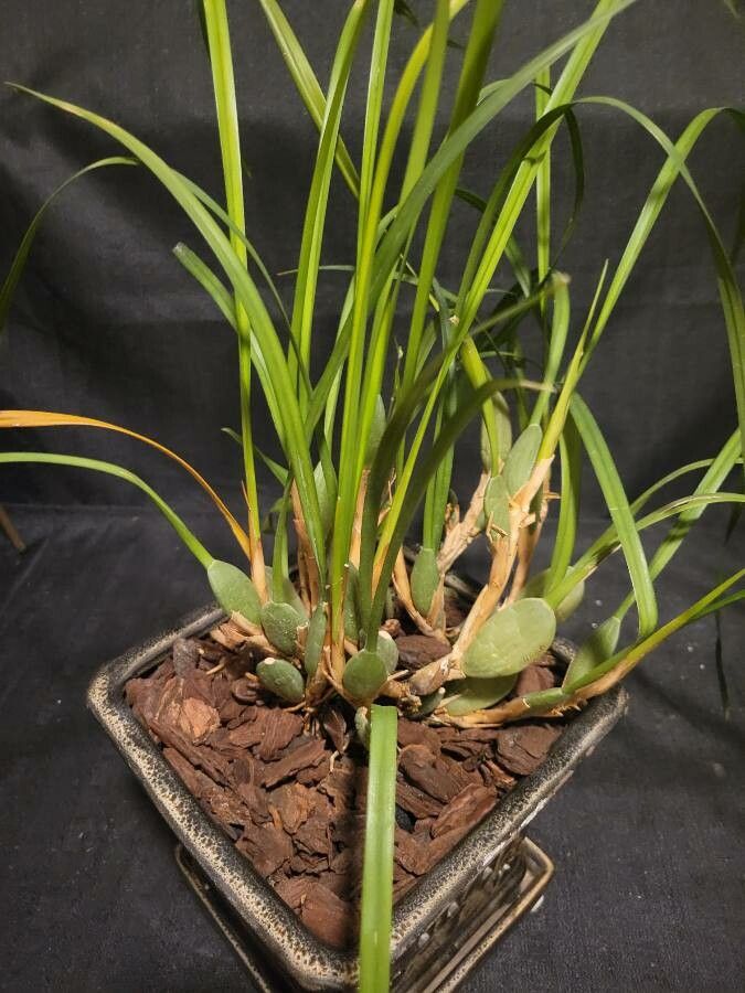 Maxillariella tenuifolia habit