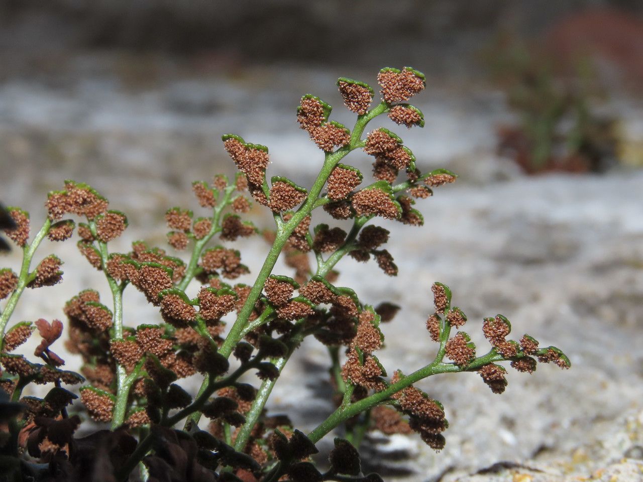 Asplenium ruta-muraria fruit