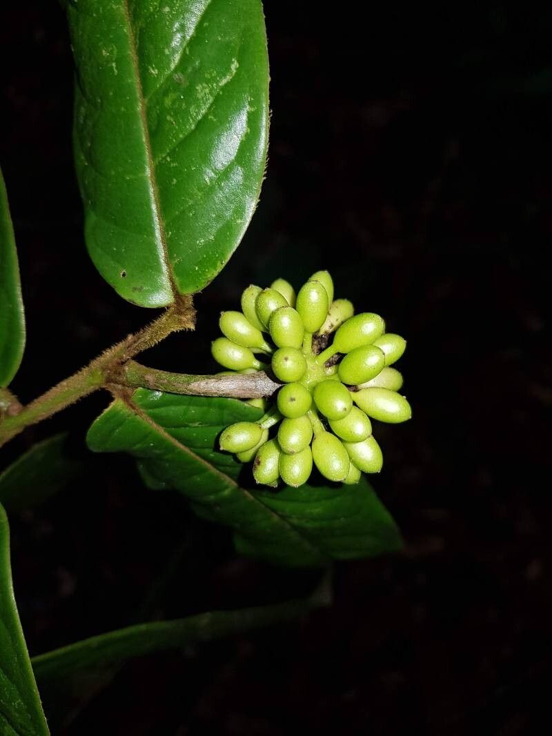 Guatteria pudica fruit