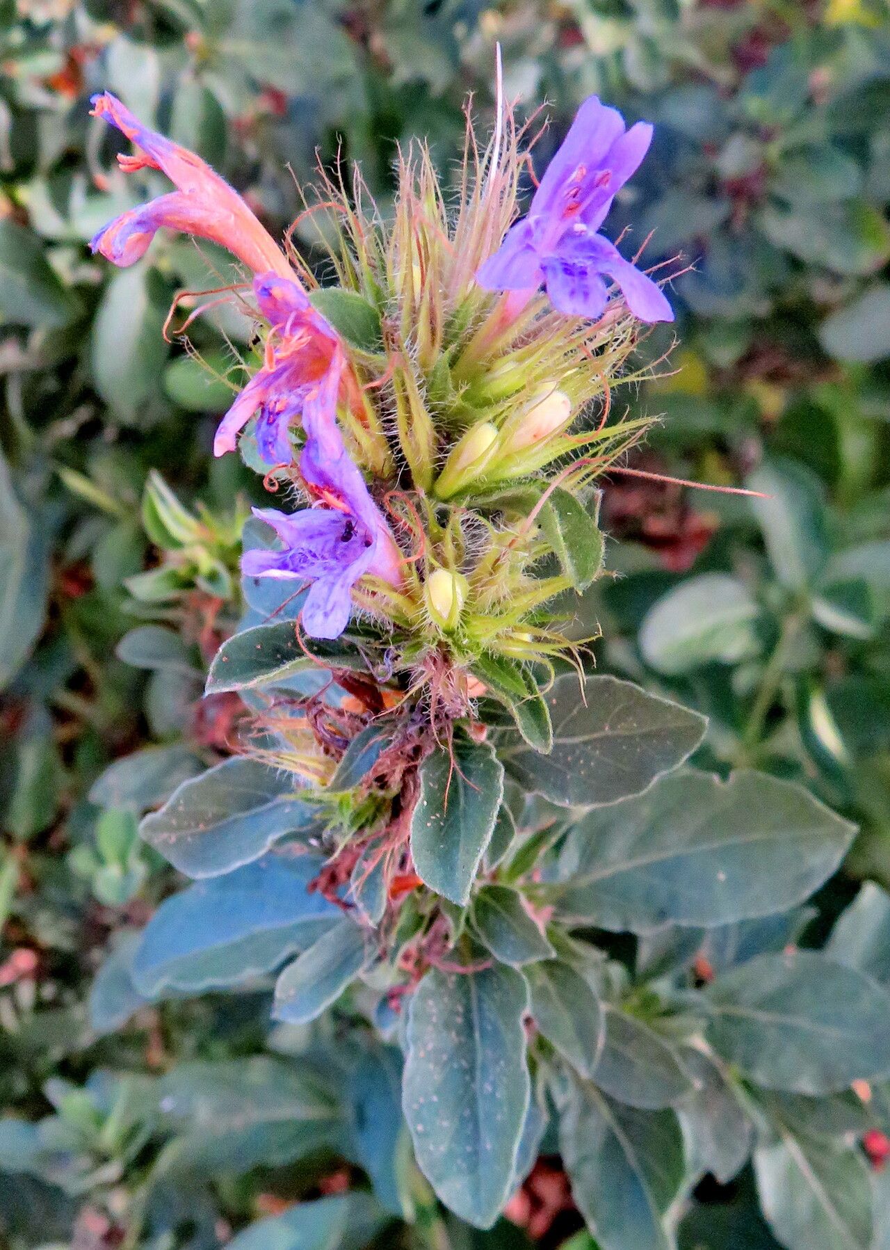 Dyschoriste trichanthera flower