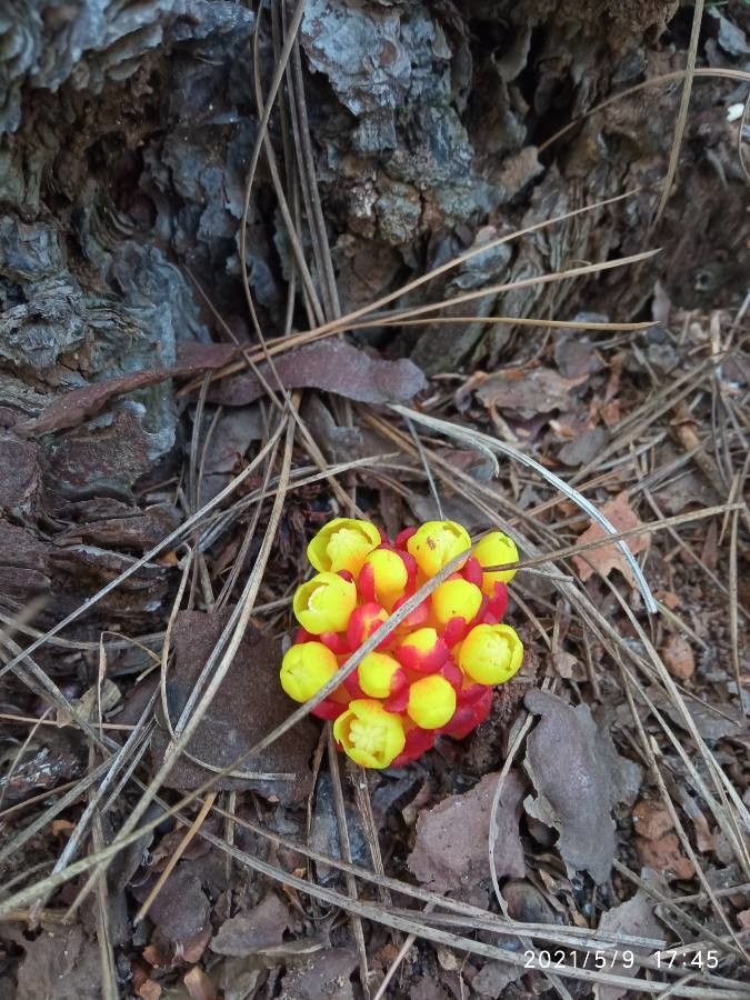 Cytinus hypocistis fruit
