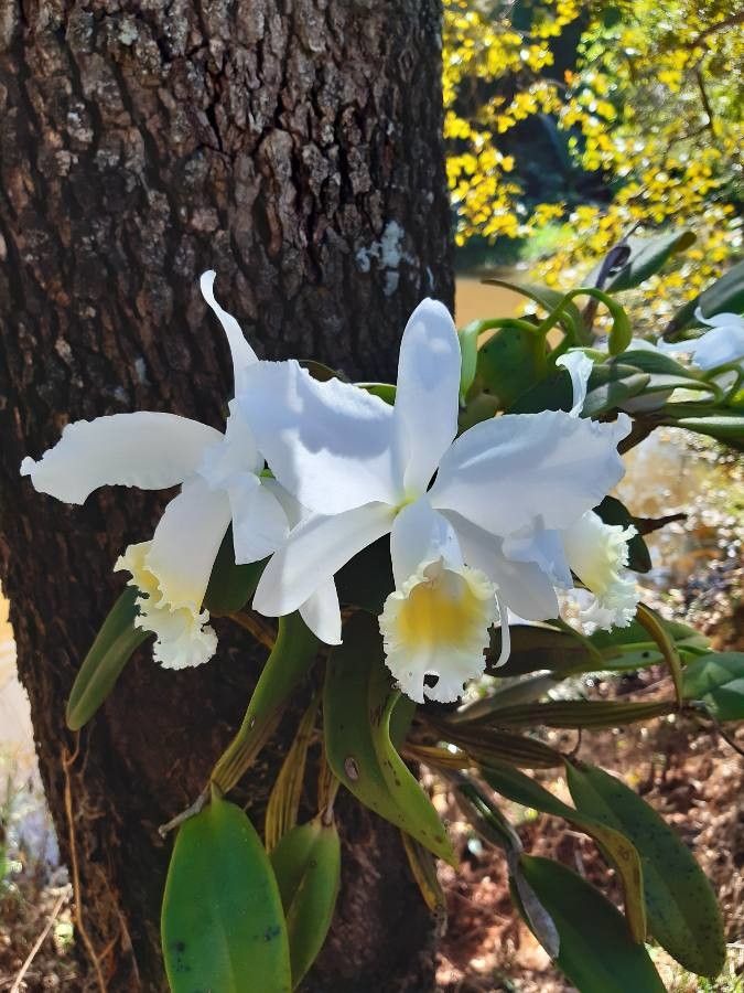 Cattleya gaskelliana flower
