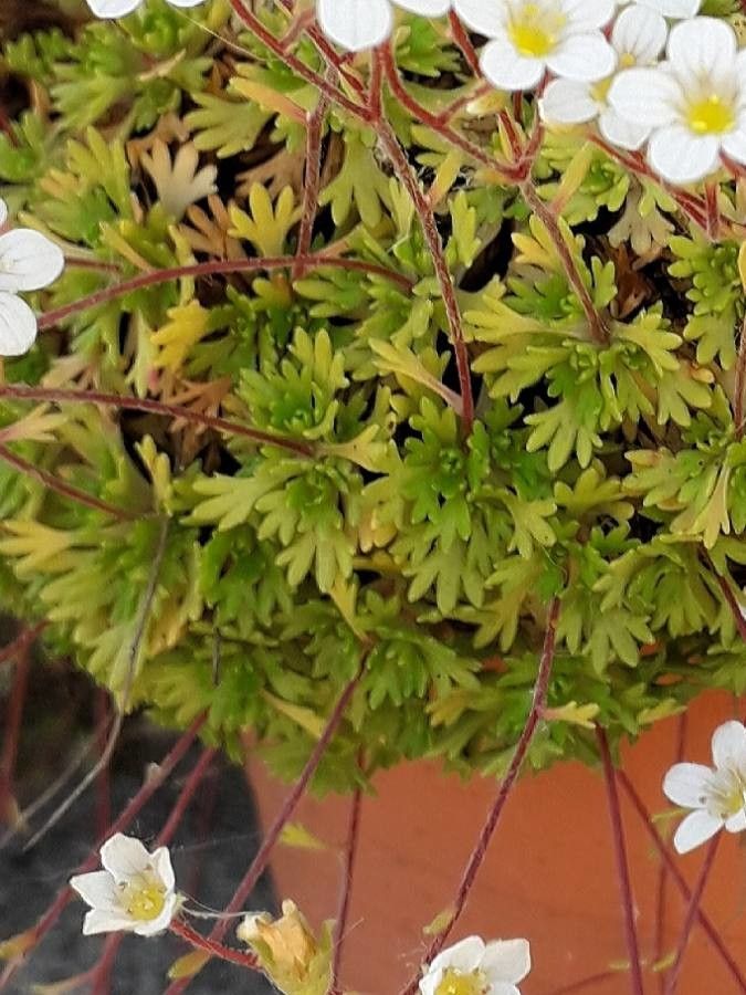 Saxifraga rosacea — search result for 'Saxifragaceae'