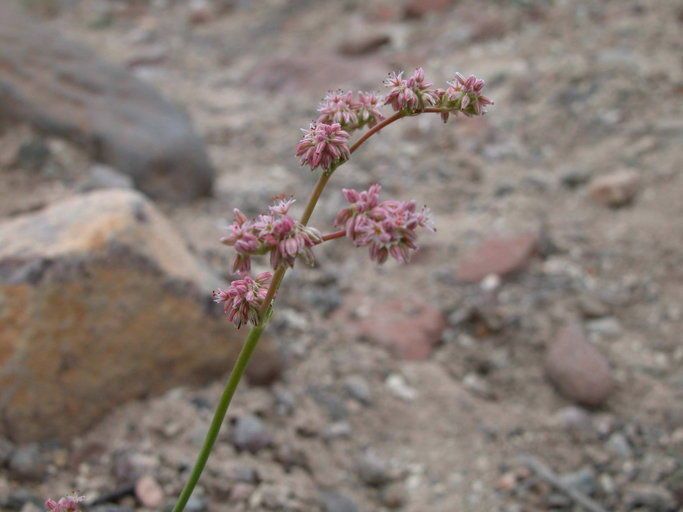 Eriogonum lemmonii habit