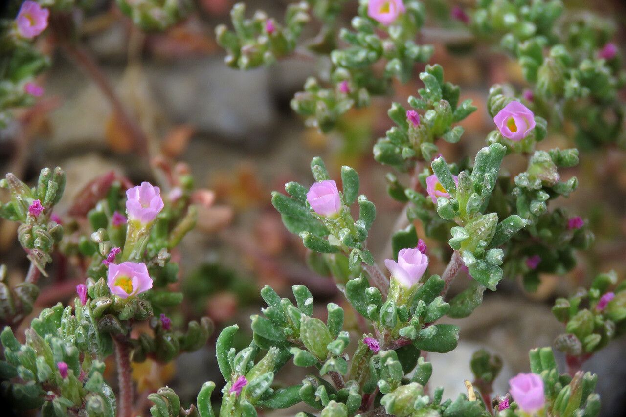 Frankenia pulverulenta habit