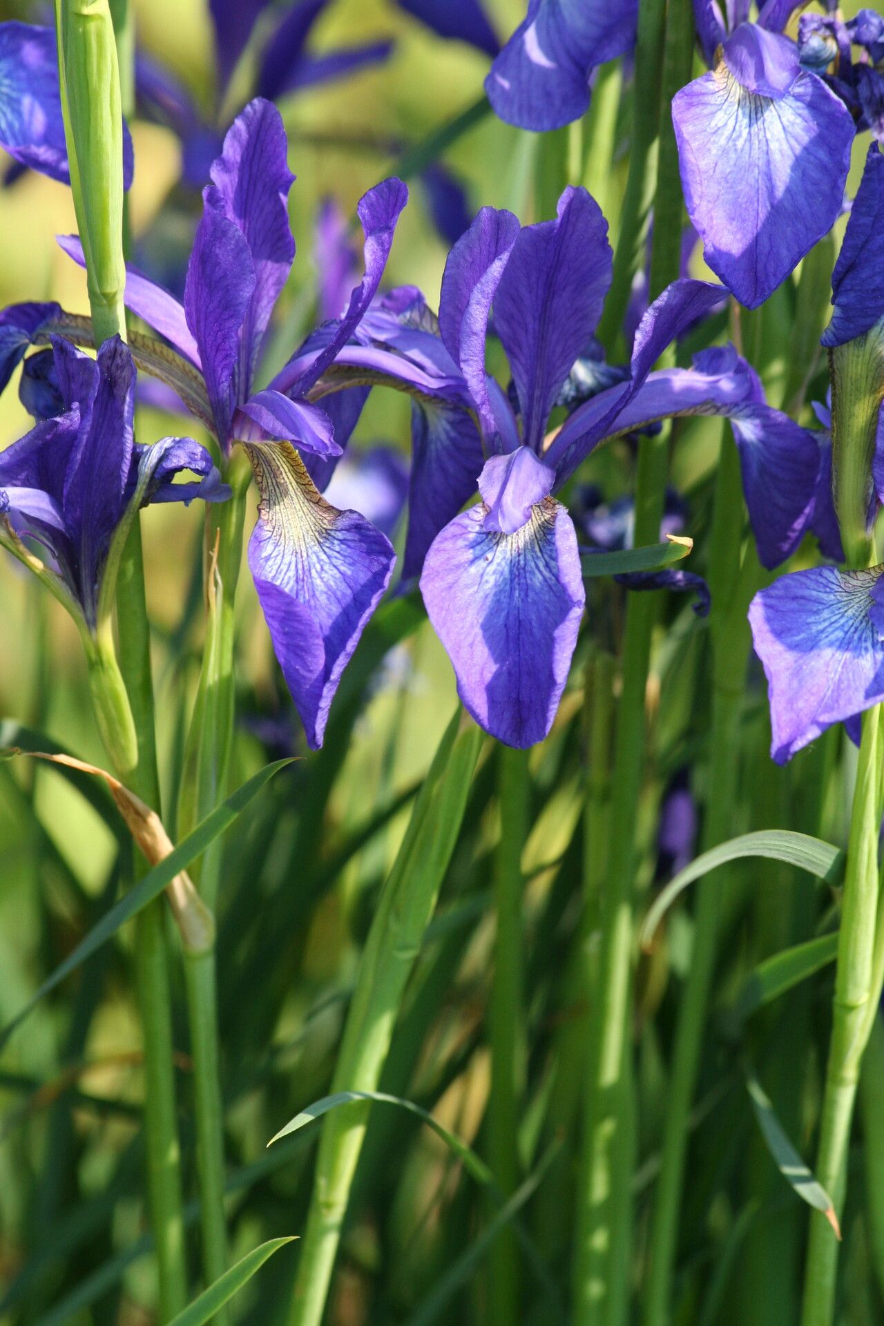 Iris typhifolia — houseplant care guide