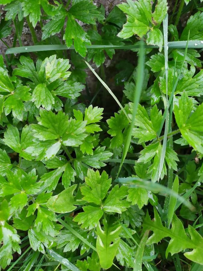 Ranunculus grenierianus — houseplant care guide